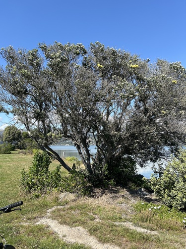 Pohutukawa (Metrosideros excelsa)