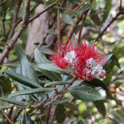 Pohutukawa (Metrosideros excelsa)