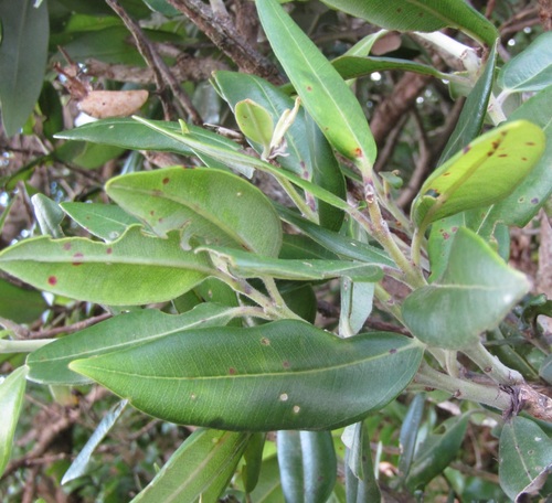Pohutukawa (Metrosideros excelsa)