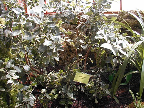 Pohutukawa: Metrosideros excelsa , à la Bambouseraie de Prafrance à Anduze (France).