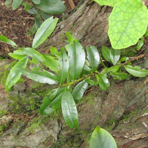 Pohutukawa (Metrosideros excelsa)