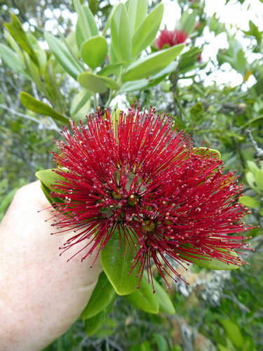 Pohutukawa