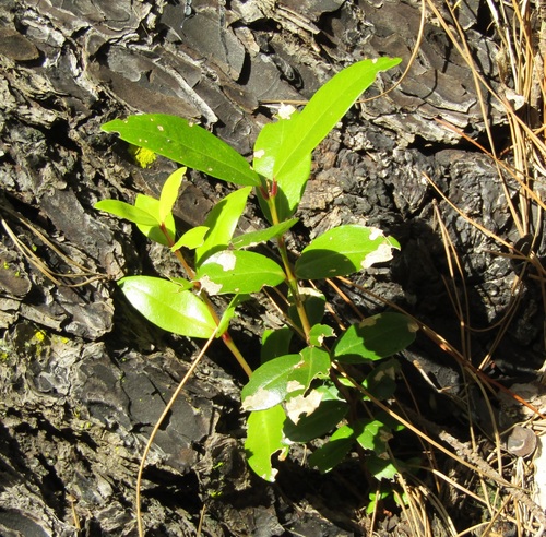 Pohutukawa (Metrosideros excelsa)