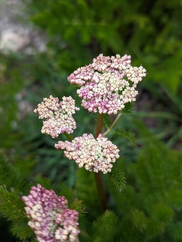 Meum athamanticum (Meum athamanticum)