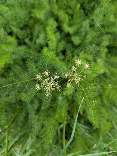Meum athamanticum (Meum athamanticum)