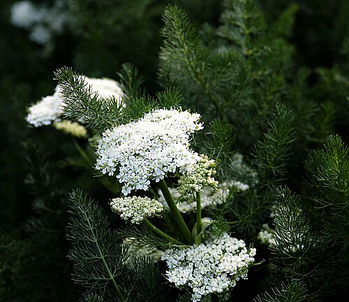 Meum athamanticum: Ísland , Akureyri Botanical Gardens: Bärwurz : Meum athamanticum