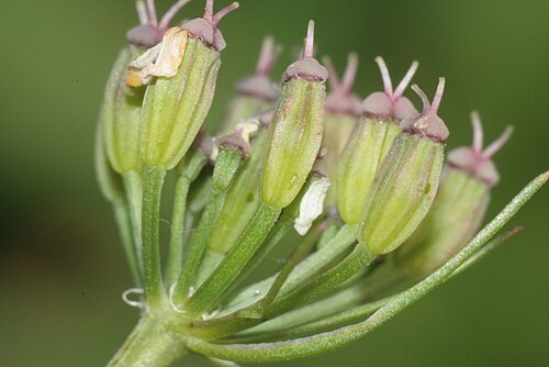 Meum athamanticum: Meum athamanticum