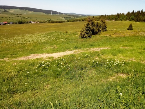 Meum athamanticum (Meum athamanticum)