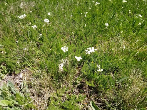 Meum athamanticum (Meum athamanticum)