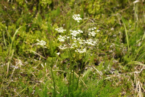 Meum athamanticum (Meum athamanticum)