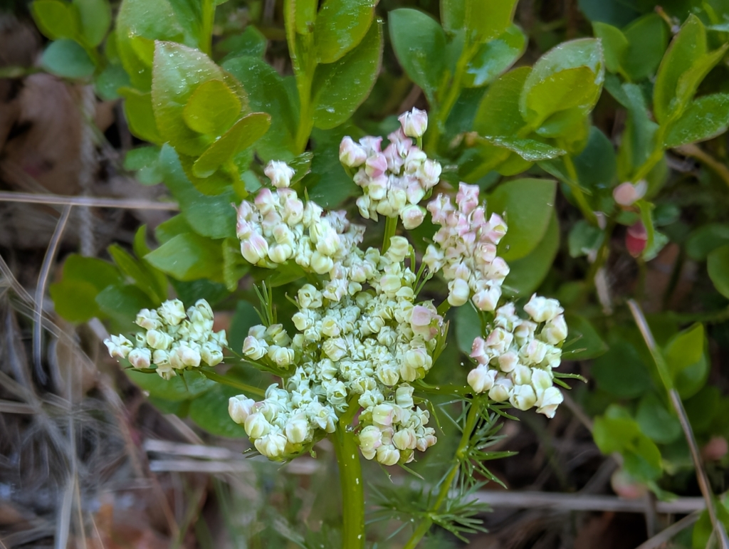 Meum athamanticum (Meum athamanticum)