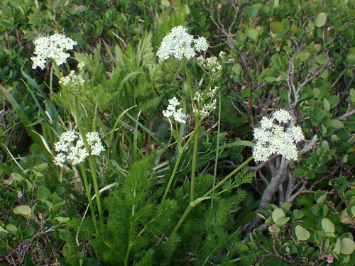 Meum athamanticum (Meum athamanticum)