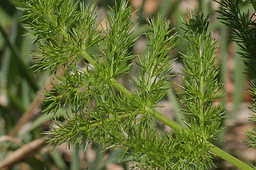 Meum athamanticum: Meum athamanticum