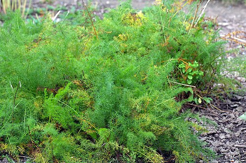 Meum athamanticum: This image shows a Spignel plant ( Meum athamanticum ).