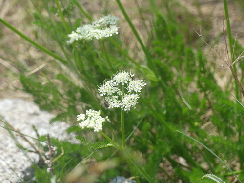 Meum athamanticum (Meum athamanticum)