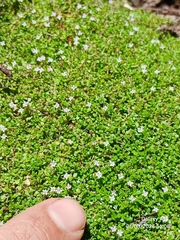 Micranthemum callitrichoides (Micranthemum callitrichoides)