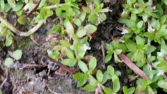 Manatee mudflower (Micranthemum glomeratum)
