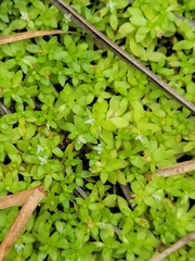Manatee mudflower (Micranthemum glomeratum)