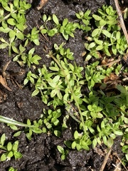 Manatee mudflower (Micranthemum glomeratum)