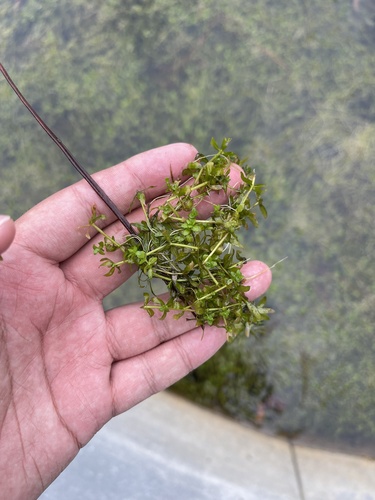 Manatee mudflower (Micranthemum glomeratum)