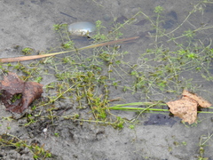 Manatee mudflower (Micranthemum glomeratum)
