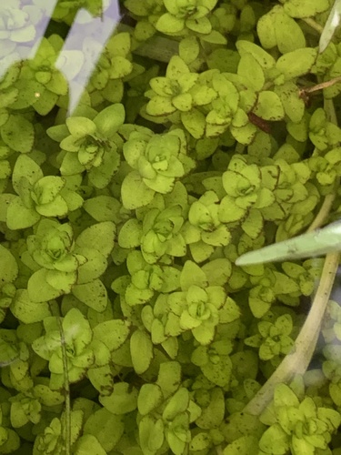 Manatee mudflower (Micranthemum glomeratum)