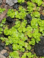 Shade mudflower (Micranthemum umbrosum)