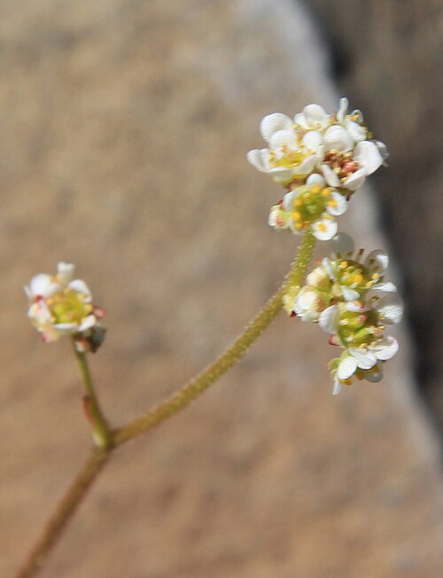 Sierra saxifrage: Sierra saxifrage ( Saxifraga aprica ) — closeup of flowers. At 2,884 m (9,462 ft) on rocky cliff-top below the High Sierra trail (part of the Pacific Crest Trai