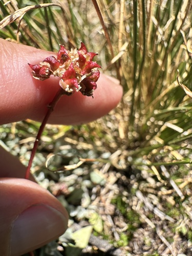 Sierra saxifrage (Micranthes aprica)