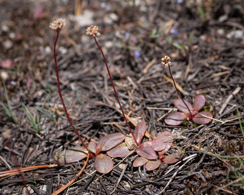 Sierra saxifrage (Micranthes aprica)