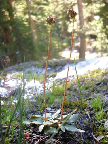 Sierra saxifrage (Micranthes aprica)