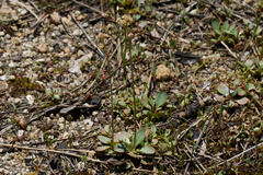 Sierra saxifrage (Micranthes aprica)