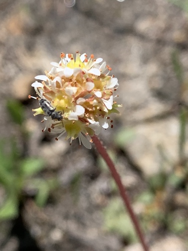 Sierra saxifrage (Micranthes aprica)