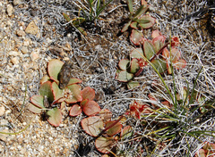Sierra saxifrage (Micranthes aprica)