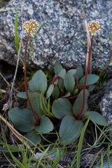 Sierra saxifrage (Micranthes aprica)