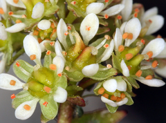 Sierra saxifrage (Micranthes aprica)