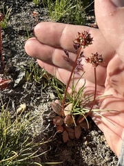 Sierra saxifrage (Micranthes aprica)