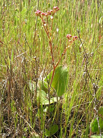 Micranthes californica: Hepatic Gulch, Santa Monica Mountains, Los Angeles County, California