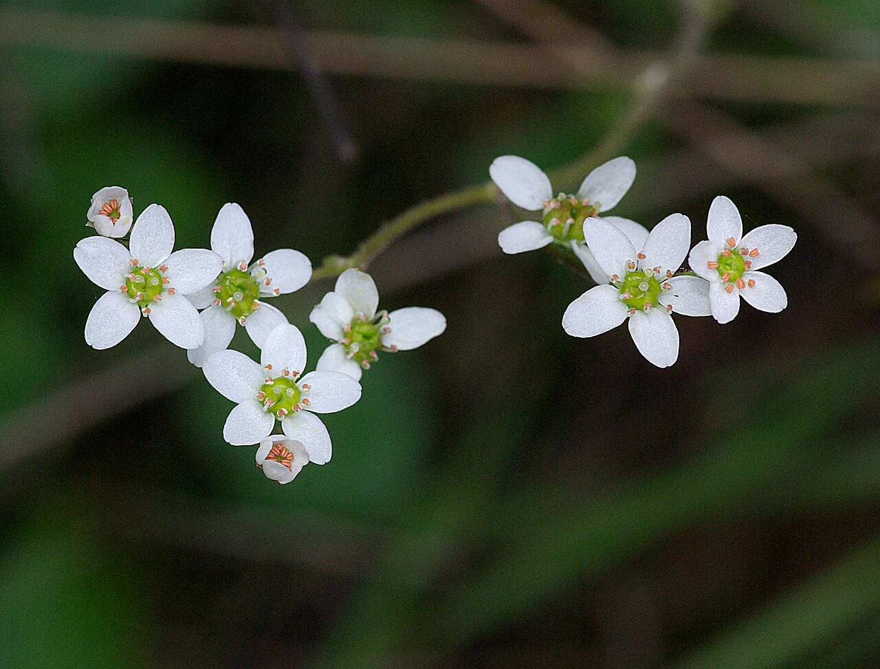 Micranthes californica: CALIFORNIA - FLOWERS of San Luis Obispo Co