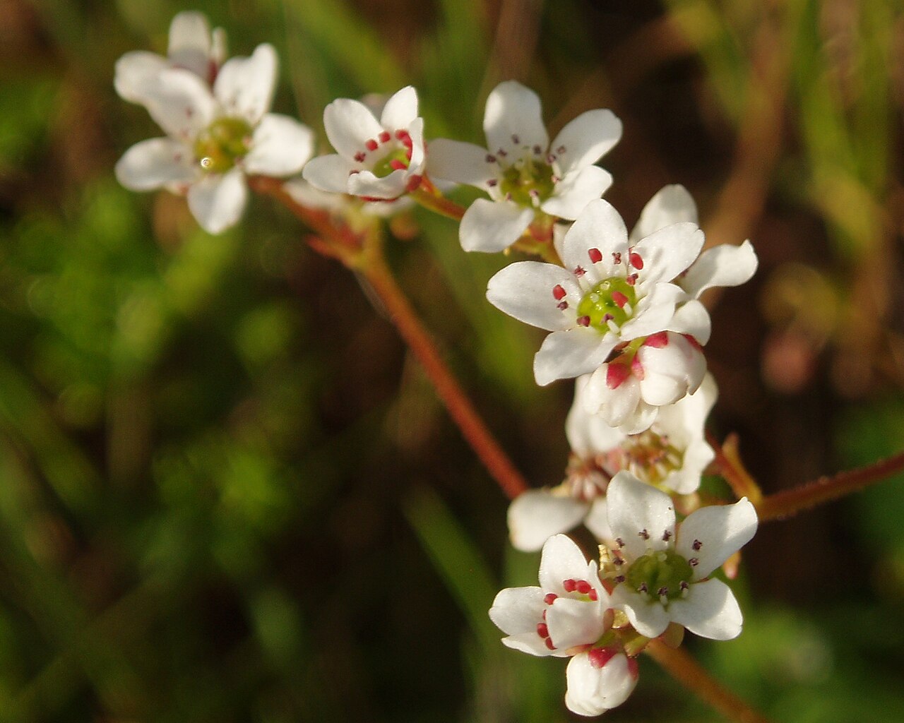 Micranthes californica: Saxifraga californica — California saxifrage. In Rockville Hills Park, Fairfield, California , USA.