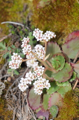 Micranthes eriophora (Micranthes eriophora)