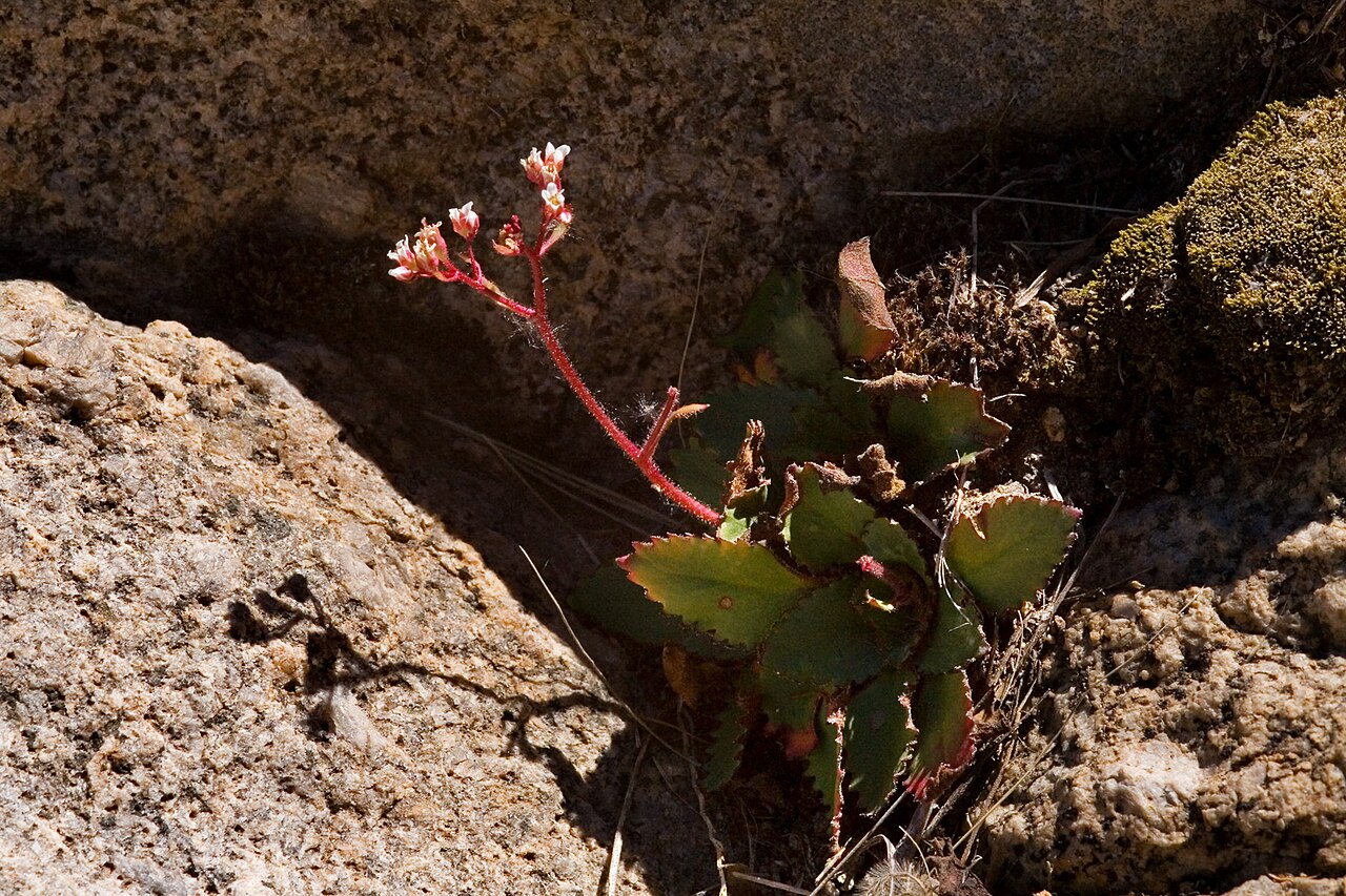 Micranthes eriophora: Saxifraga eriophora on the Pine Tree Trail at Aguirre Spring Recreation Area, northeastern Organ Mountains, Doña Ana County, New Mexico, 2 Apr 2011.
