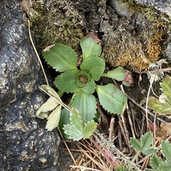 Micranthes eriophora (Micranthes eriophora)