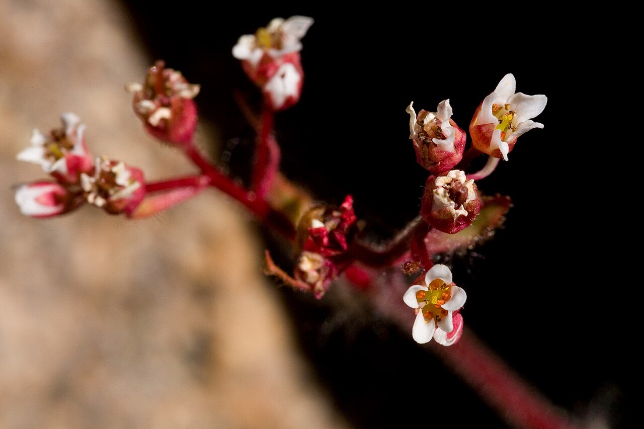 Micranthes eriophora: Saxifraga eriophora on the Pine Tree Trail at Aguirre Spring Recreation Area, northeastern Organ Mountains, Doña Ana County, New Mexico, 2 Apr 2011.