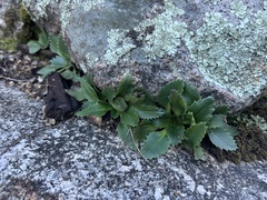 Micranthes eriophora (Micranthes eriophora)