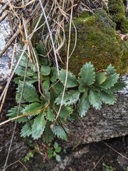 Micranthes eriophora (Micranthes eriophora)