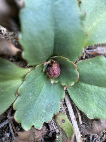 Micranthes eriophora (Micranthes eriophora)