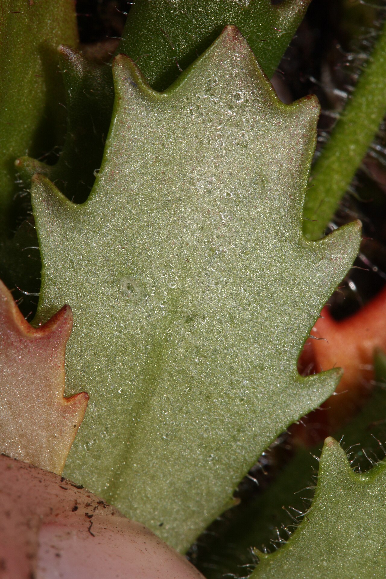 Russethair saxifrage: Rusty Saxifrage, Alaska Saxifrage
