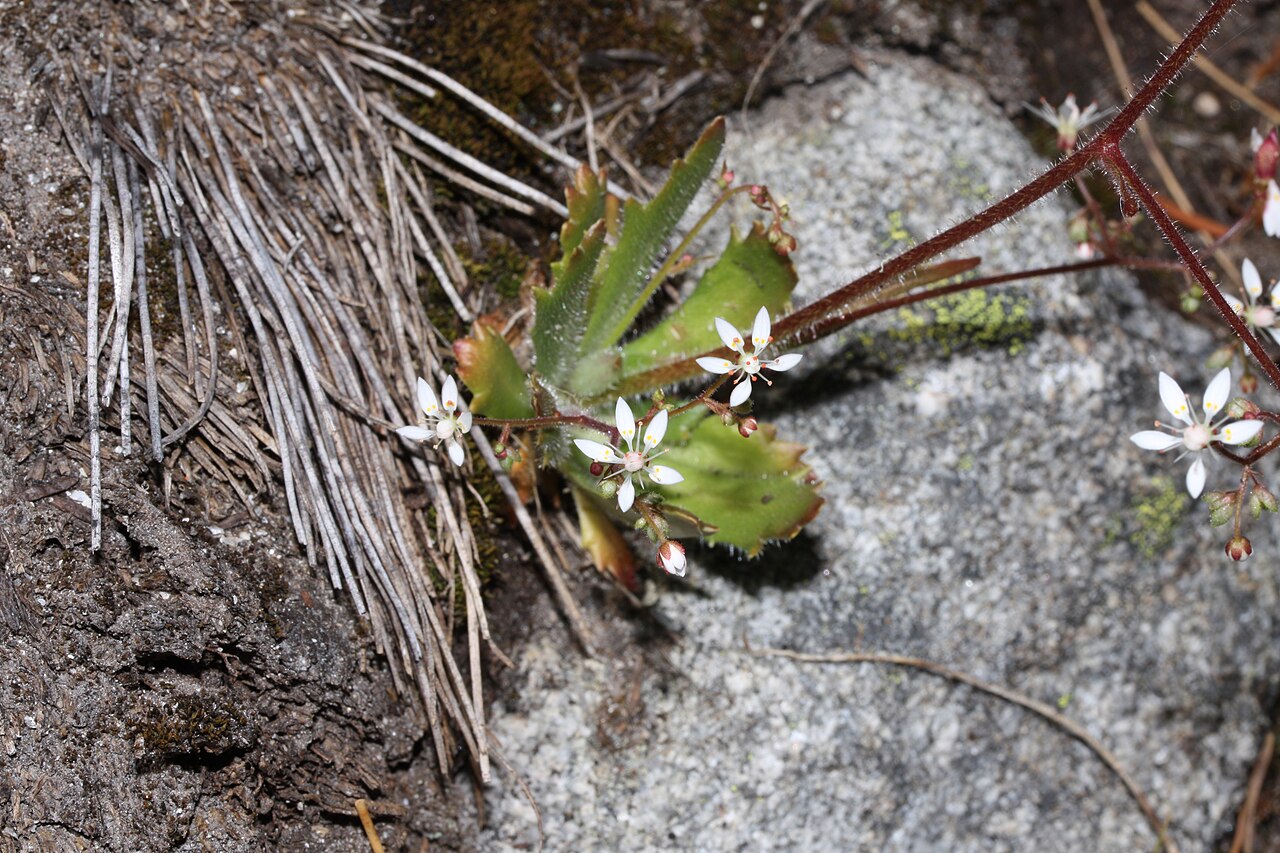 Russethair saxifrage: Rusty Saxifrage, Alaska Saxifrage