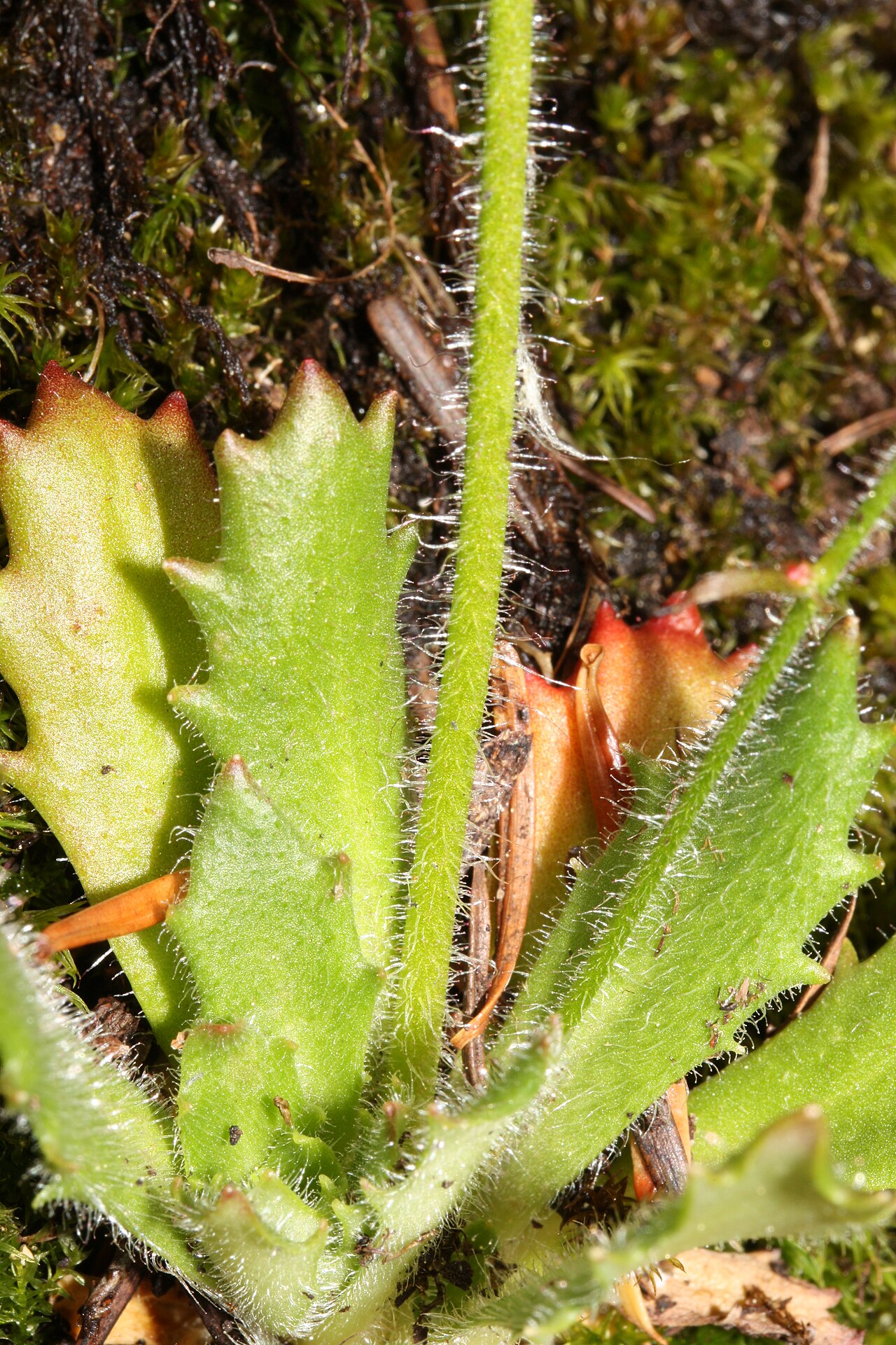 Russethair saxifrage: Rusty Saxifrage, Alaska Saxifrage